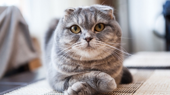 Scottish Fold