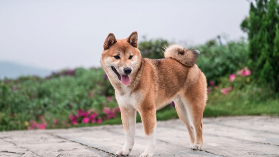 Shiba Inu