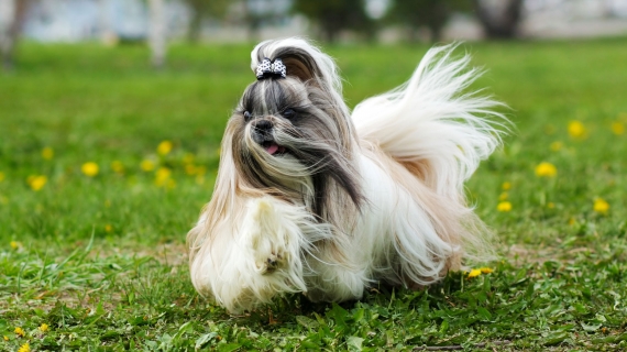Shih Tzu