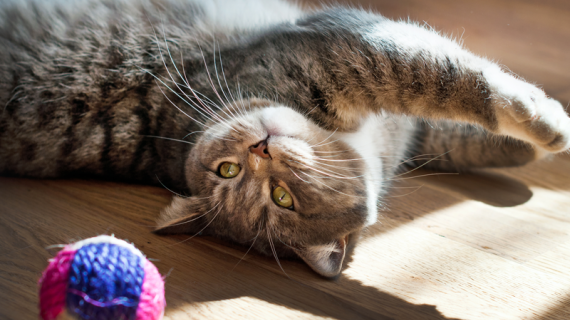 chat interieur fluffy