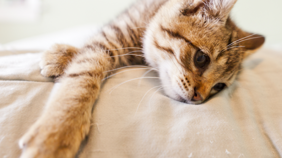 chat couché las