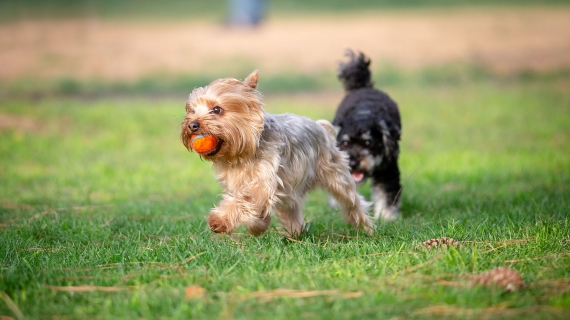 Yorkshire Terrier